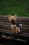 A charming fluffy Yorkshire Terrier sits on a wooden bench in a spring park and poses. A cute decorative dog on a walk.