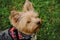 A charming fluffy Yorkshire terrier stands in a green clearing in a red plaid vest and poses. A cute decorative dog on a