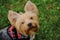 A charming fluffy Yorkshire terrier stands in a green clearing in a red plaid vest and poses. A cute decorative dog on a