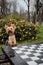 A charming fluffy Yorkshire Terrier stands with its front paws leaning on a chess table and poses. A cute decorative dog