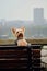 A charming fluffy Yorkshire terrier stands on a wooden bench and poses. A cute decorative dog does clever tricks in the