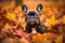 Charming French bulldog autumn. Generate Ai