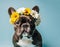 A charming French bulldog with a flower wreath on his head. A cute dog on a pastel background.