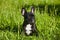 charming french bulldog puppy in summer on the green grass