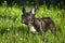 charming french bulldog puppy in summer on the green grass