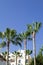 Charming Frigiliana village, southern Spain.  Tall, dramatic palm trees set against a blue sky..