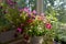 Charming garden on the balcony with blooming petunias and other plants. Nature in home