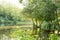 Charming garden pond, lined with moss-covered stones, wood and bushes. Pond equipped with water iris. In background