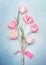 Charming gentle spring tulips bunch with tag in pastel color on blue background, top view. Mock up for springtime holidays