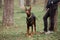 Charming German smooth haired dog breed. Brown Doberman with cropped ears and yellow biotan collar and harness on green grass and
