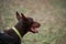 Charming German smooth haired dog breed. Brown Doberman with cropped ears and yellow biotan collar portrait close up on background