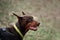 Charming German smooth haired dog breed. Brown Doberman with cropped ears and yellow biotan collar portrait close up on background