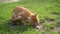 Charming ginger Scottish fold kitten greedily eats a piece of a stolen fish