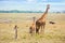 Charming giraffe familie
