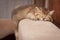 A charming golden kitten fell asleep on the back of the sofa