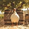 Charming Goose in Vineyard Barrel, Perfect for Travel and Lifestyle Campaigns.