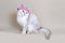 Charming gray cat in a crown of pink flowers sit on a gray background