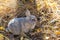 Charming gray domestic rabbit sits in forest with autumn leaves.