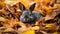 Charming gray domestic rabbit sits in a pile of beautiful bright autumn wedge leaves. generative ai