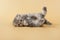 A charming gray exotic kitten lies on its back with its paws raised on a colored background