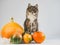 Charming, gray kitten and ripe, multi-colored pumpkins