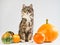 Charming, gray kitten and ripe, multi-colored pumpkins