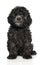 Charming gray toy poodle puppy