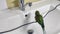 Charming green budgerigar bathes and drinks water