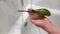 Charming green budgerigar bathes and plays in the water, sitting on a person\'s hand