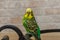 Charming green budgie in the apartment