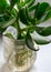 Charming  green money tree twig in a glass mug, plant propagation