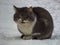 Charming grey and white cat perched on a bed of snow, with its eyes closed