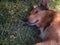 Charming hairy brown dog lying dog in the park.