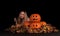 Charming halloween witch with funny pumpkins