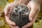 charming hedgehog in male hands on a background of autumn leaves