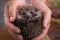 Charming hedgehog in male hands on a background of autumn leaves