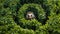 A charming hedgehog peeks through a natural frame of dense, lush green succulents