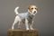 Charming Jack Russell posing in a studio in a warm gray sweater