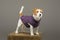 Charming Jack Russell posing in a studio in a warm lilac sweater