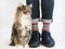 Charming kitty, men`s legs, bright, multicolored socks