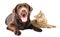 Charming Labrador dog and cat Scottish Straight lying together