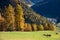The charming landscape with cows in the meadow in Alps fall. Dolomites, South Tyrol, Alps, Italy.