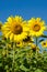 The charming landscape of sunflower against the sky