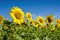 The charming landscape of sunflowers against the sky