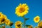 The charming landscape of sunflowers against the sky