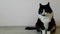 Charming large adult black and white fluffy cat against the gray wall in the room. Domestic cat sitting and looking at the camera