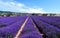 A charming lavender field in Provence, France