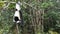 Charming lemur vari Varecia variegata is hanging upside down on a tree,