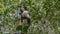 Charming lemur vari Varecia variegata is sitting on a tree