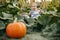 A charming little boy is sitting in the garden with pumpkins. Farming, harvesting. American tradition, Halloween